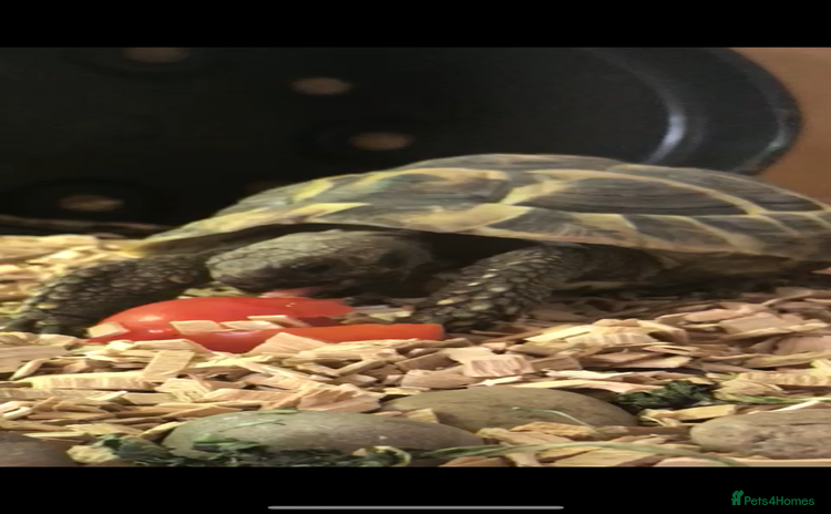 Tortoise reptiles tortoise and setup - Advert 2