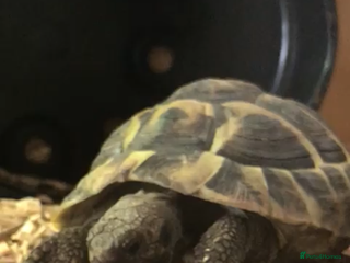 Tortoise reptiles tortoise and setup - Advert 1