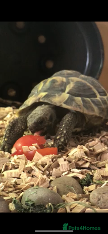 Tortoise reptiles tortoise and setup - Advert 1