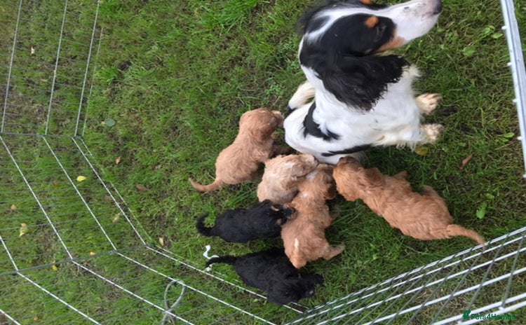 Cockapoo dogs F1 cockerpoo  - Advert 1