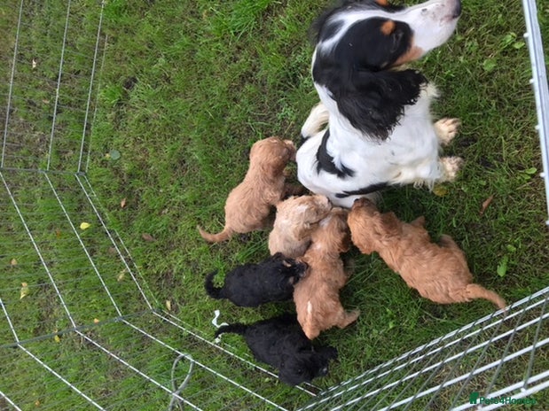 Cockapoo dogs F1 cockerpoo - Advert 1