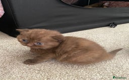 British Shorthair cats for sale: TICA Registered British Shorthair Kittens - Image 14