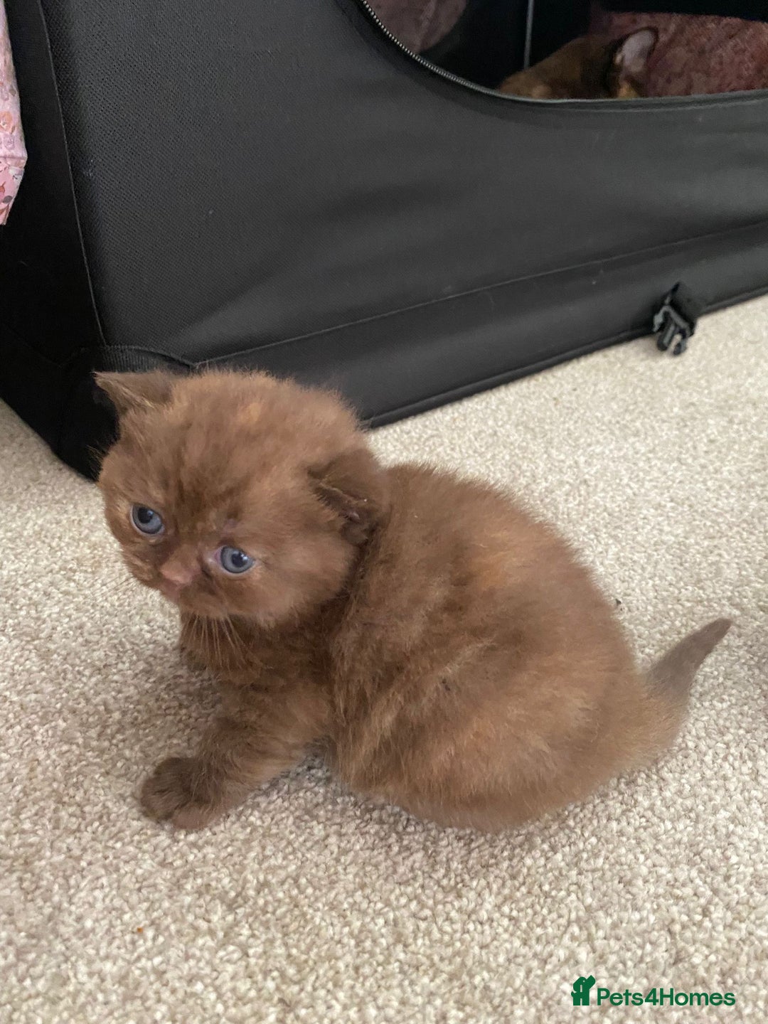 British Shorthair cats for sale: TICA Registered British Shorthair Kittens - Image 14