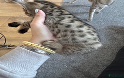 Savannah cats for sale: Savannah cross kittens ❤️ ready to leave in 2 wks! - Image 6