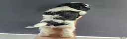 Cockapoo dogs for sale: BLUE ROAN F1 Cockapoo Boys. Extensively DNA Tested - Advert 13