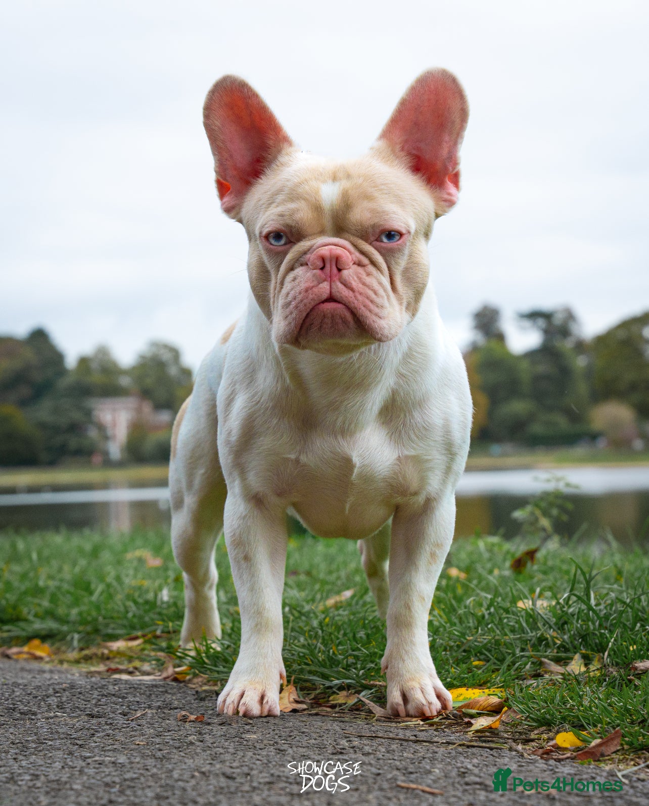 French Bulldog dogs Caramel Pink piebald French bulldog  - Advert 7