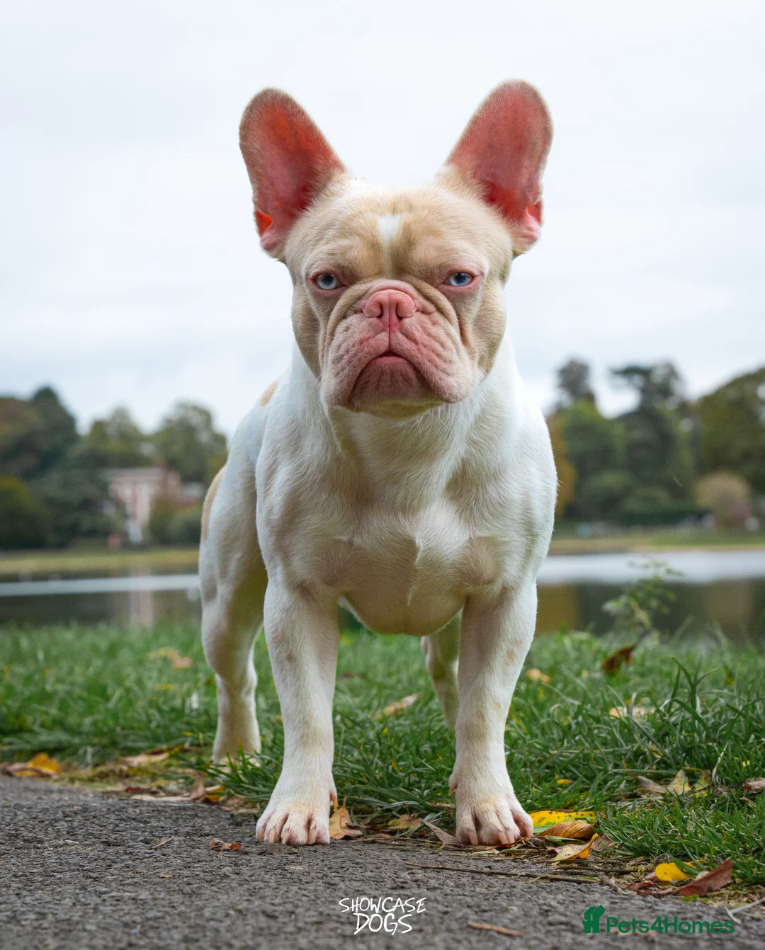 French Bulldog dogs for sale: Caramel Pink piebald French bulldog  - Advert 1