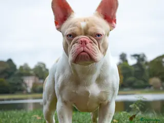 French Bulldog dogs Caramel Pink piebald French bulldog - Advert 7