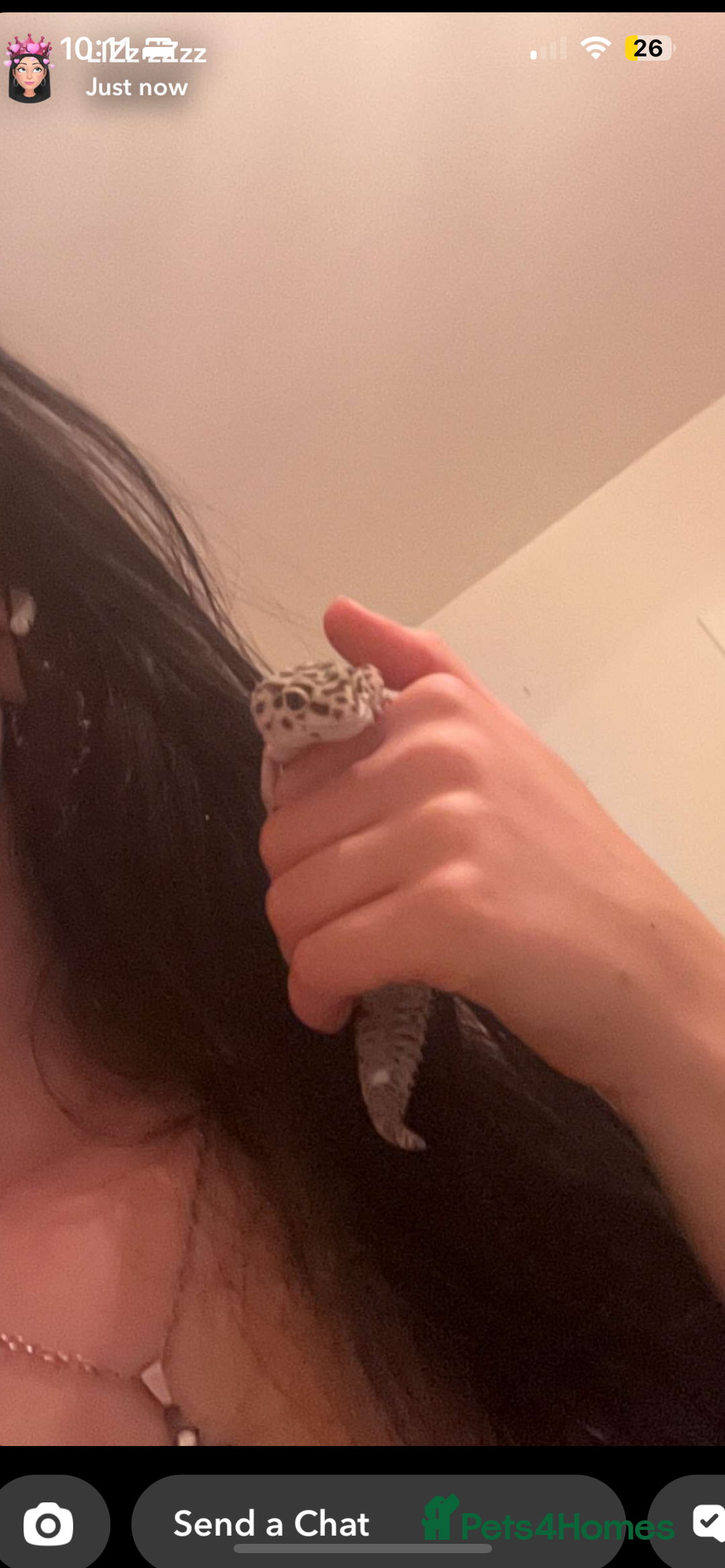 Leopard Gecko reptiles for sale: Healthy Leopard gecko with full enclosure  - Image 5