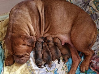 Dogue De Bordeaux dogs Beautiful female dogua puppy - Advert 1