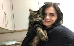 Norwegian Forest Cat cats for sale: Motoko: Norwegian Forest Cat x Maine Coon - Image 8