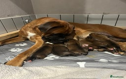 Boxer dogs for sale: Boxer puppies K.C registered  - Image 8