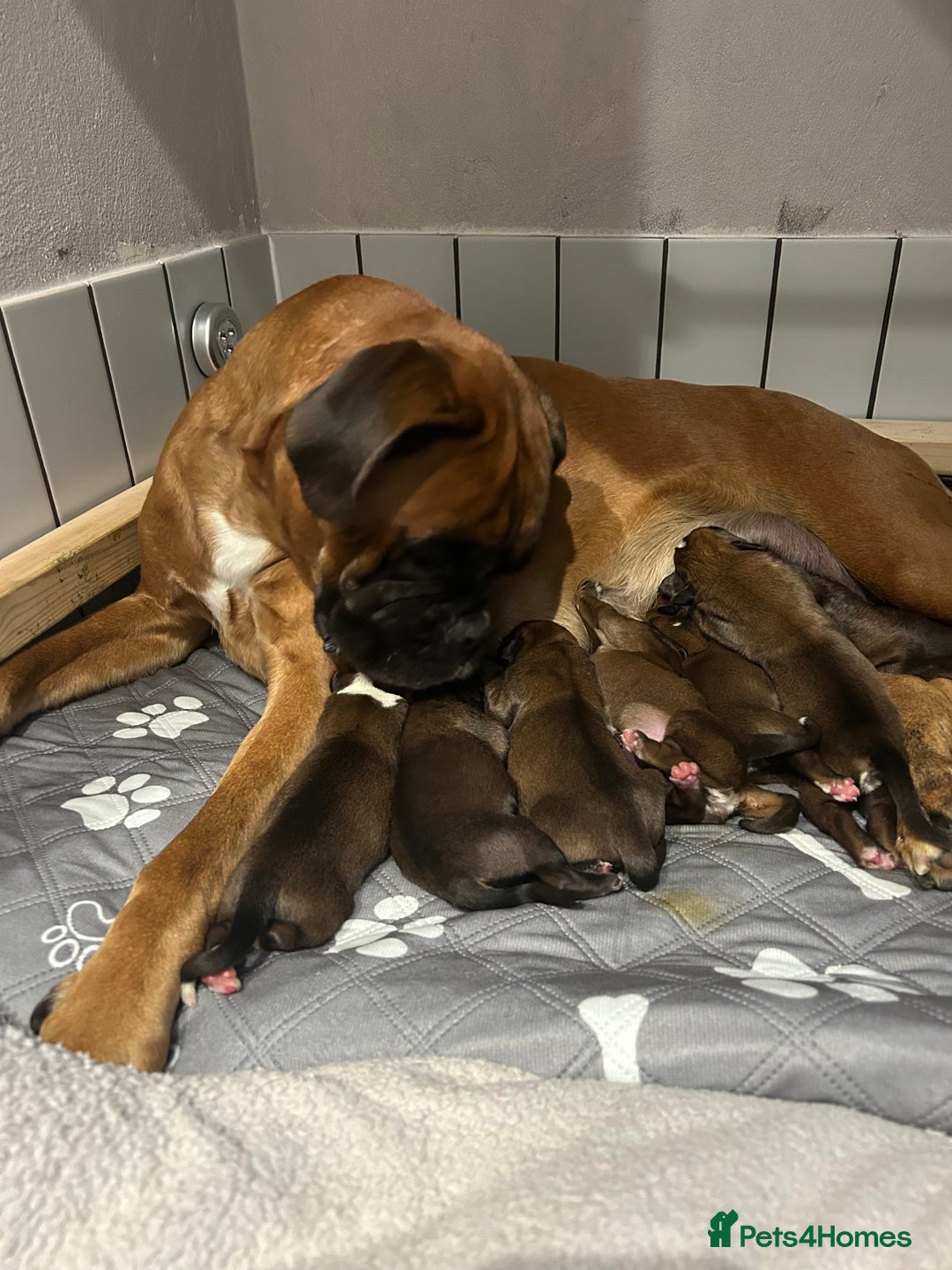 Boxer dogs for sale: Boxer puppies K.C registered  - Image 8