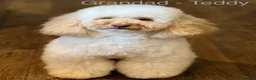 Bordoodle dogs for sale: Beautiful Bordoodle/Colliepoo  - Advert 11
