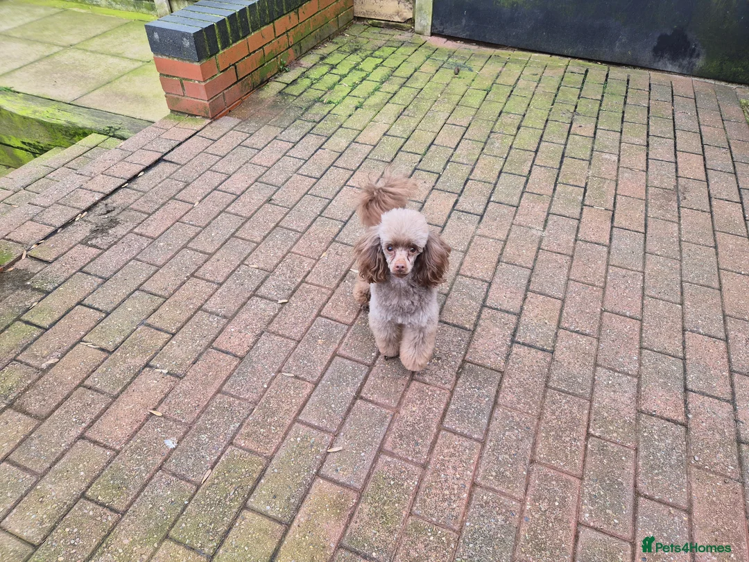 Toy Poodle dogs for stud: Stunning Chocolate Toy Poodle  in Stafford - Advert 3