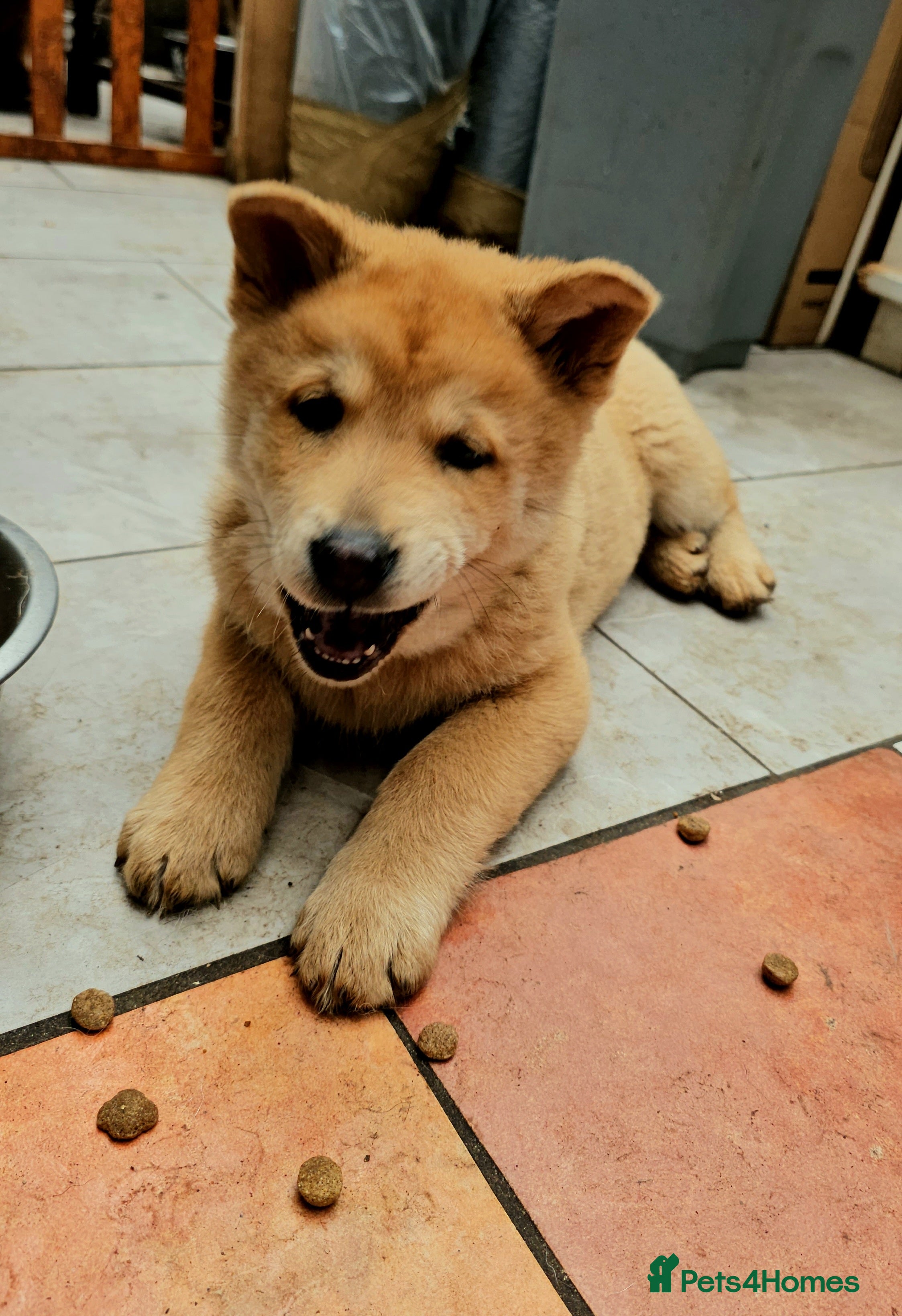 Mixed Breed dogs Last 2  pupies. now £600 Chow Chow dad husky mum - Advert 1