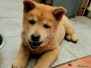 Mixed Breed dogs Last 2 pupies. now £600 Chow Chow dad husky mum - Advert 3