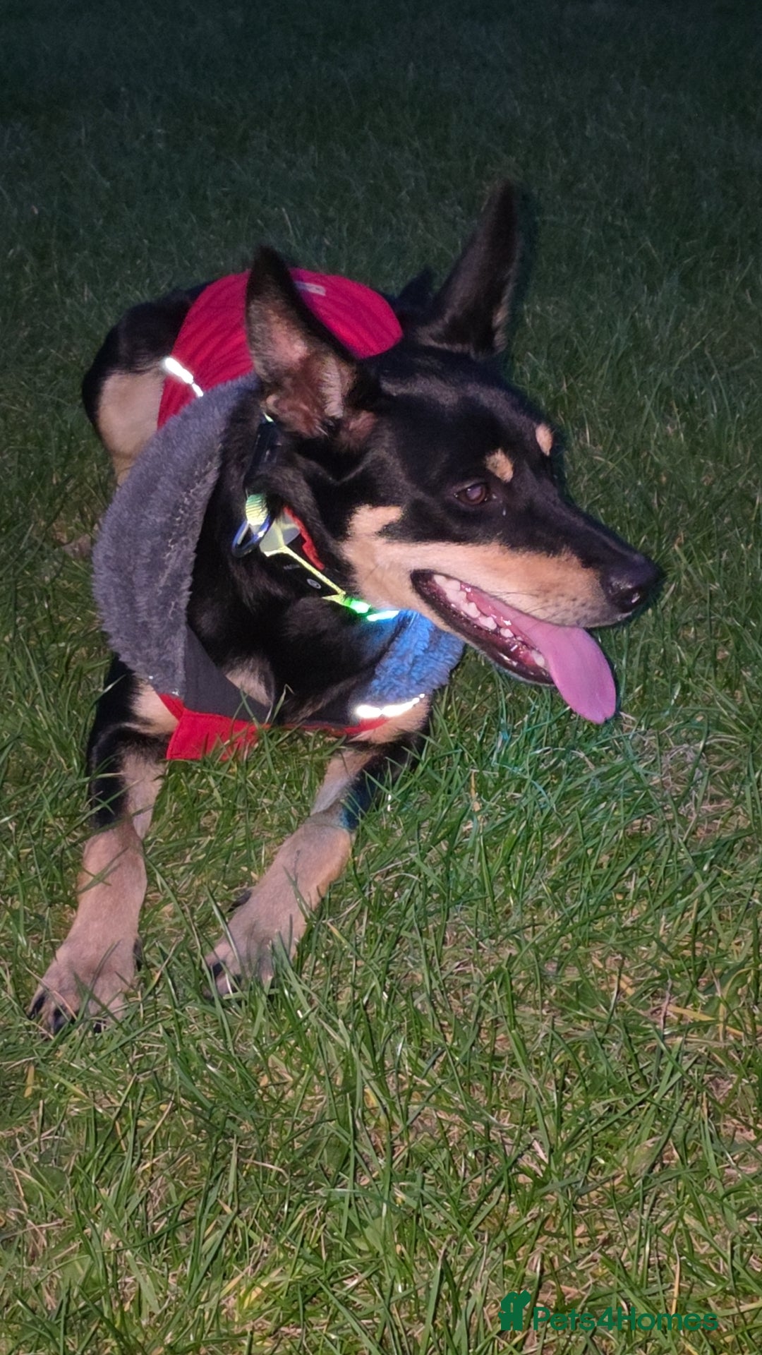 Australian Kelpie dogs for sale: 9 month old Australian Kelpie for Rehoming - Advert 3