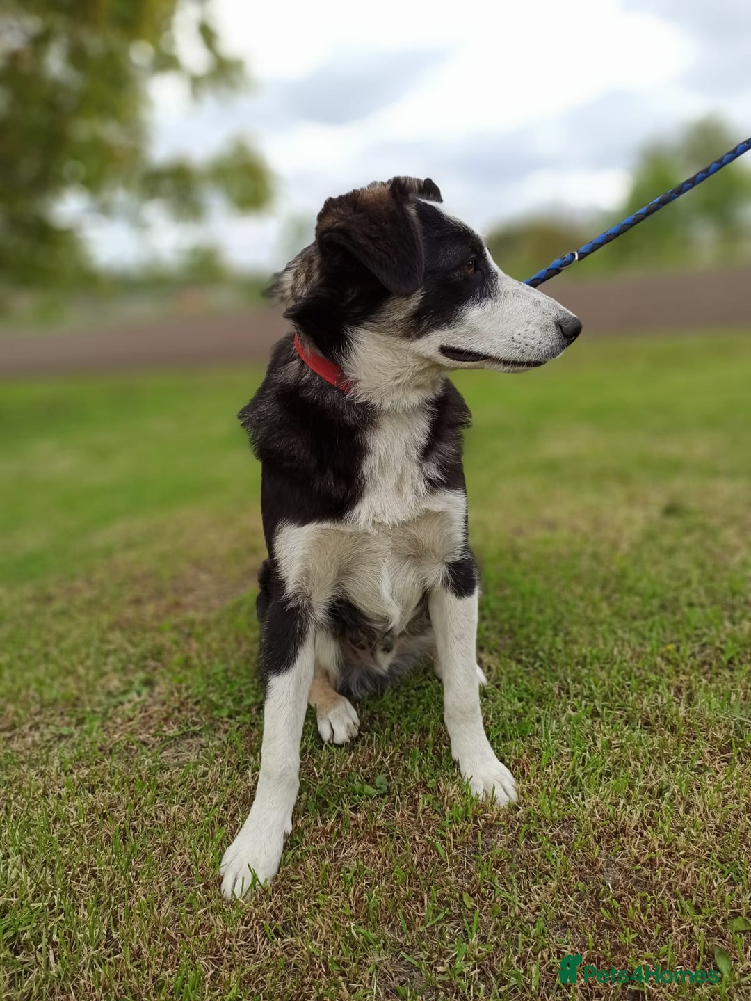 Mixed Breed dogs for adoption: 💙BENNY💙 – Dreams of His First Birthday at Home - Advert 16