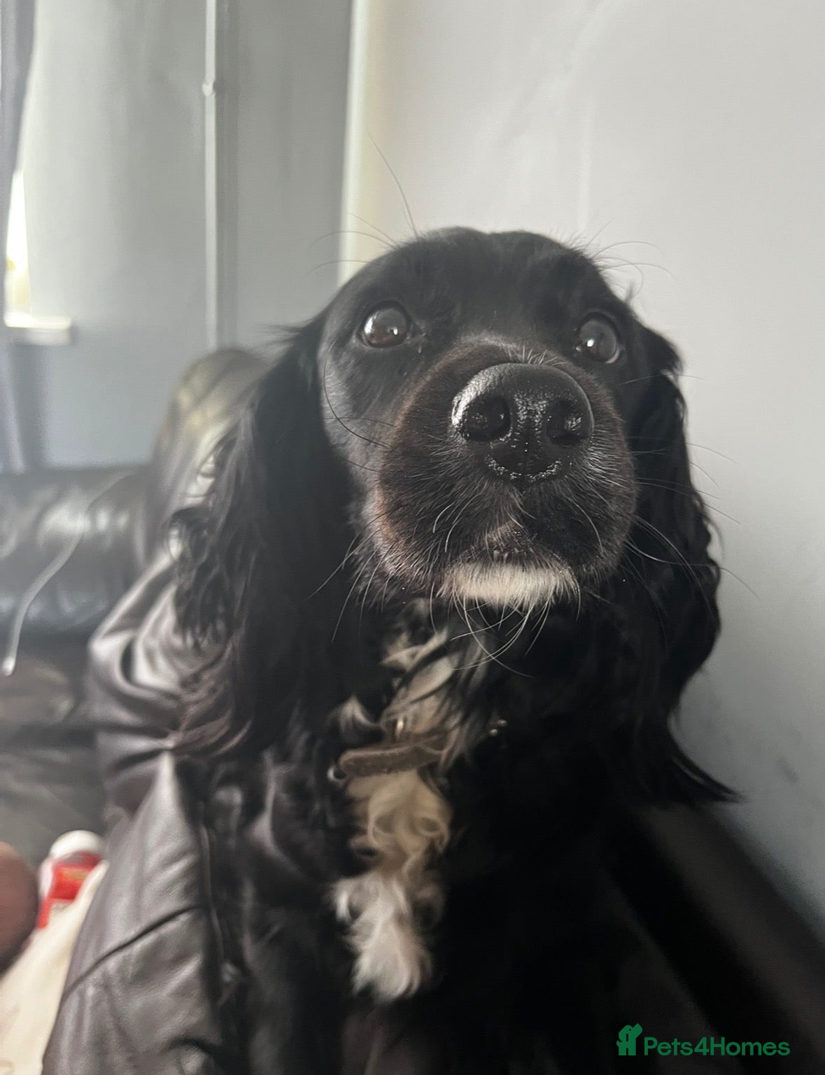 Sprocker dogs Heidi  - Advert 1
