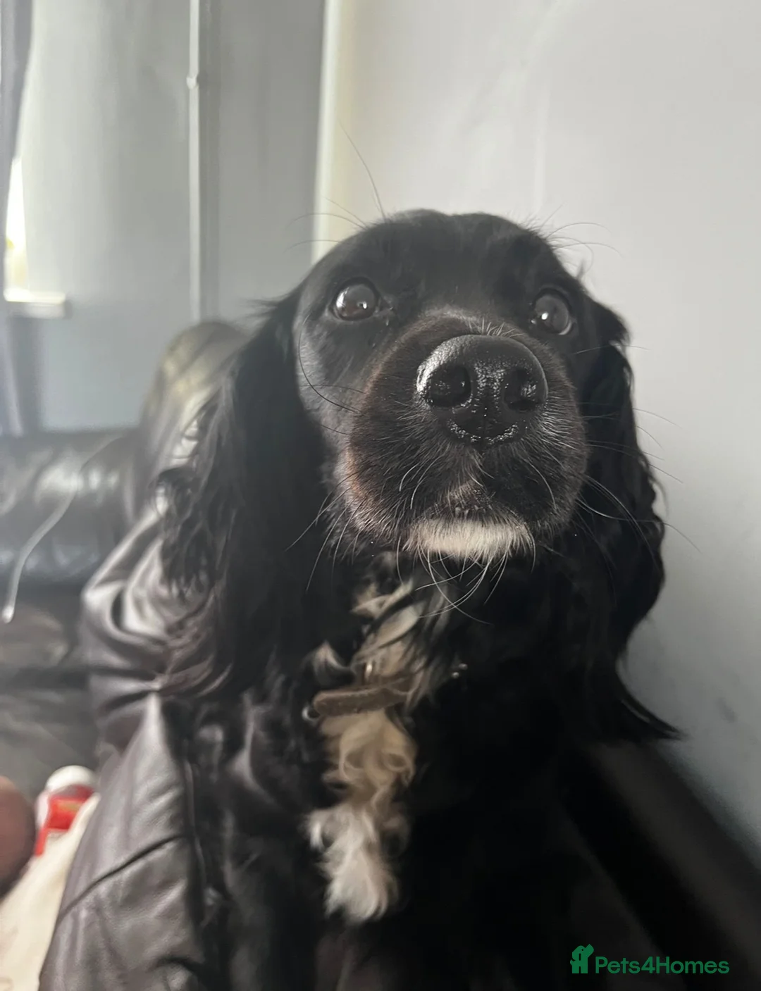 Sprocker dogs for sale: Heidi  - Advert 1