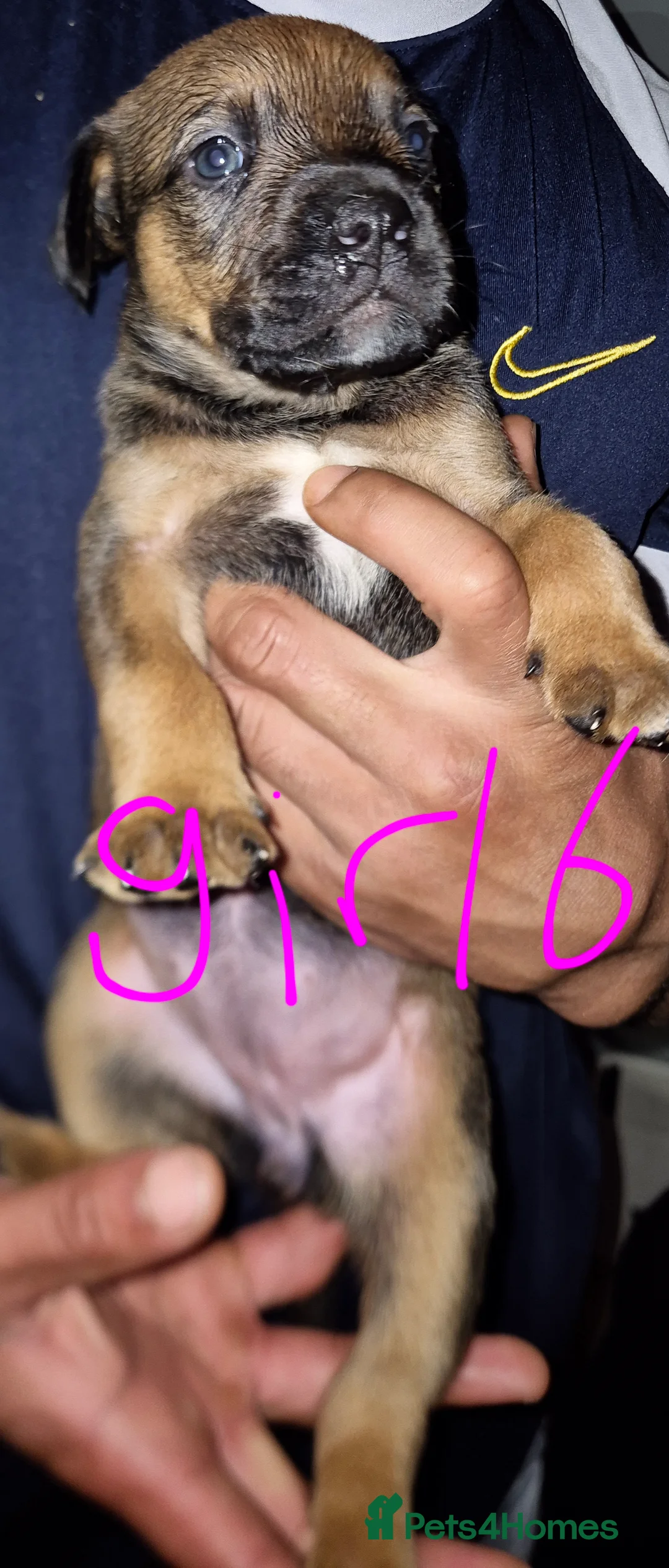 Mixed Breed dogs for sale: 10 beautiful cane corso cross bullmastiff puppies - Advert 6