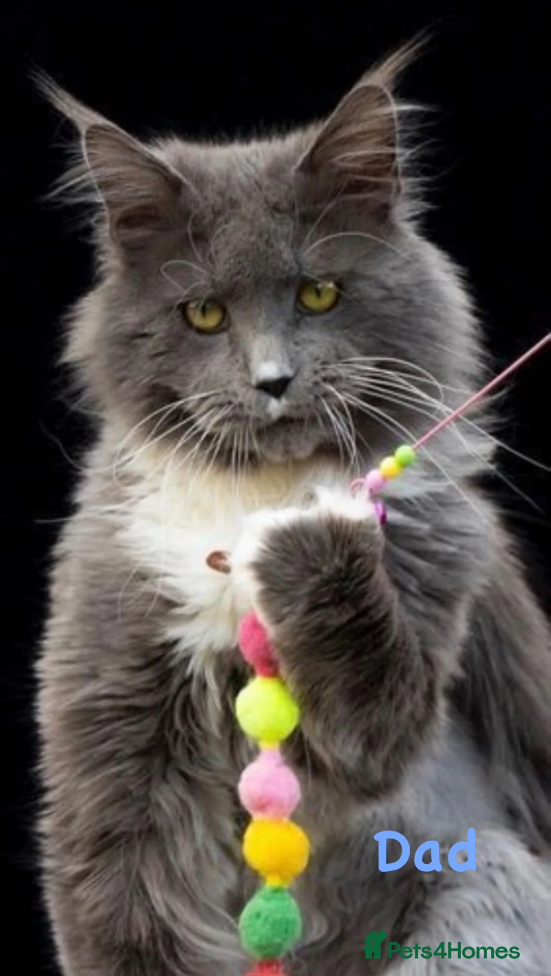 Maine Coon cats for sale: 💙 BLUE MAINE COON BOY *PARENTS HEALTH TESTED* 💙 - Advert 10