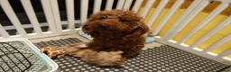 Maltipoo dogs for sale: Maltipoo F1 Toy Size, KC Parents, DNA Tested Clear - Advert 14