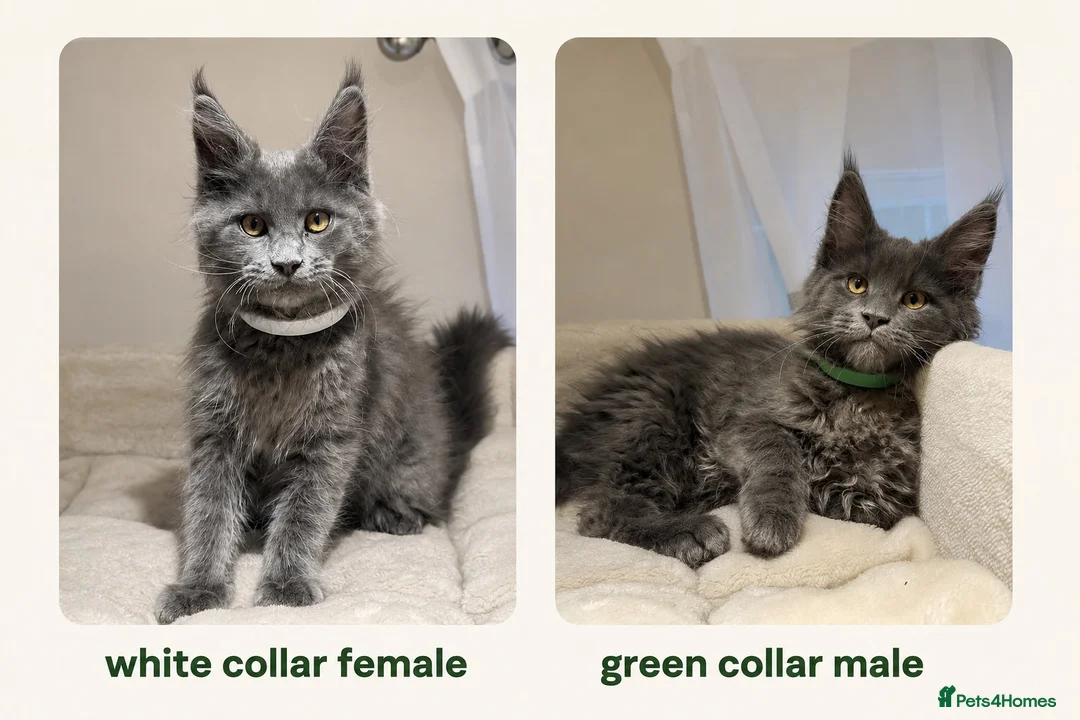 Maine Coon cats for sale: Available now! Last Two TICA Registered Maine Coon - Advert 2