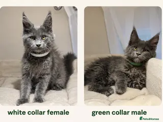 Maine Coon cats Last Two TICA Registered Maine Coon Kittens Avail - Advert 17
