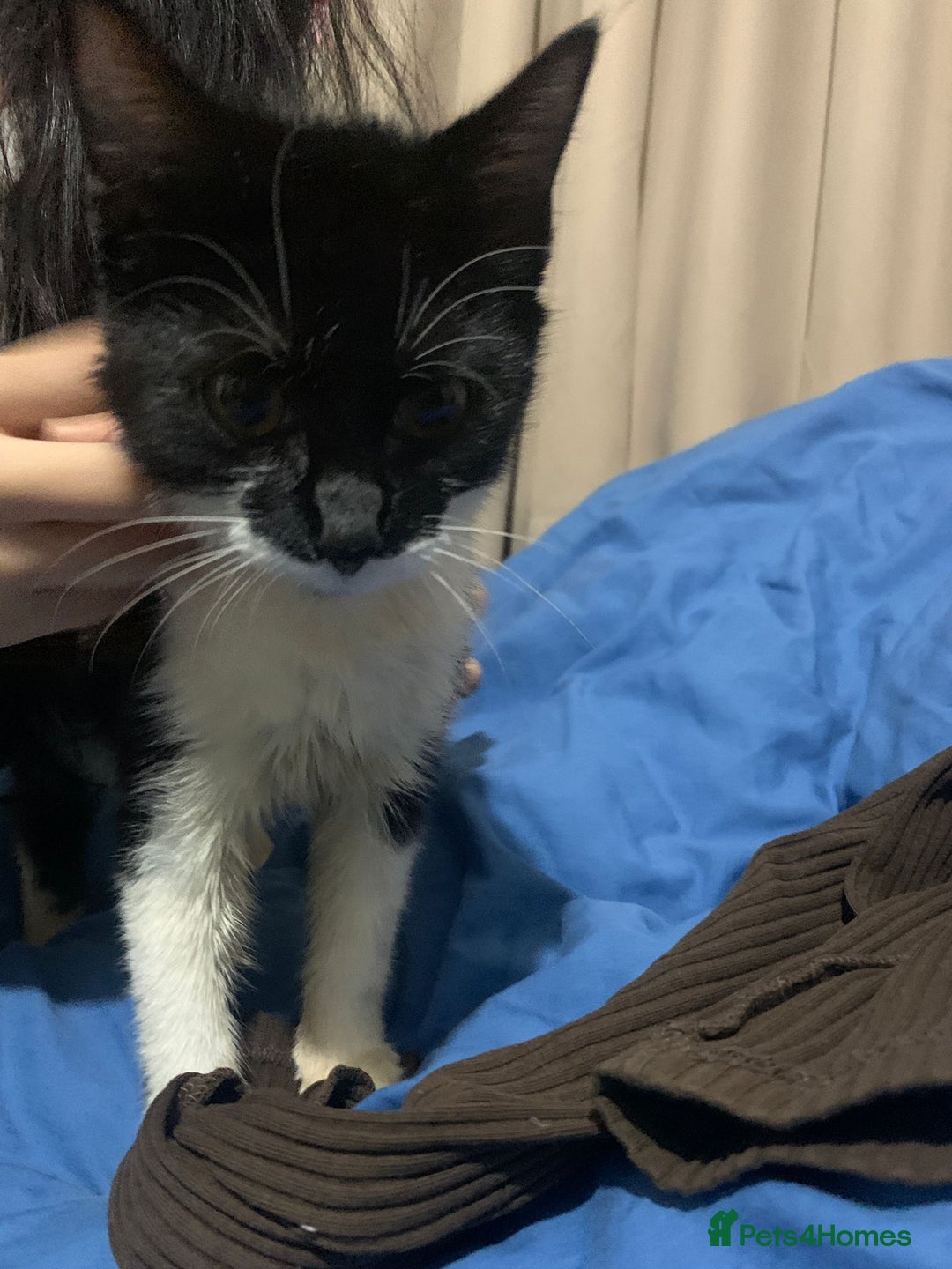 Mixed Breed cats for adoption: 4 lovely kittens looking for there forever home  - Advert 6