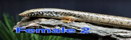 Skink reptiles for sale: Group of Three Oscellated Skinks - Advert 2