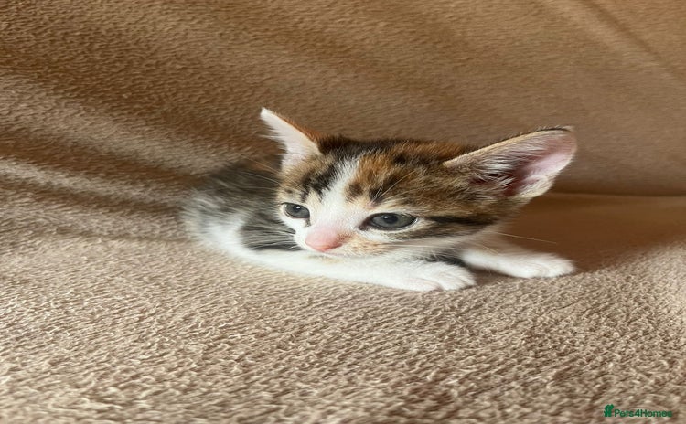 Domestic Shorthair cats - Advert 20