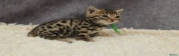 Bengal cats for sale: 🔥Stunning Bengals for reservation only 2 left🔥 - Advert 20