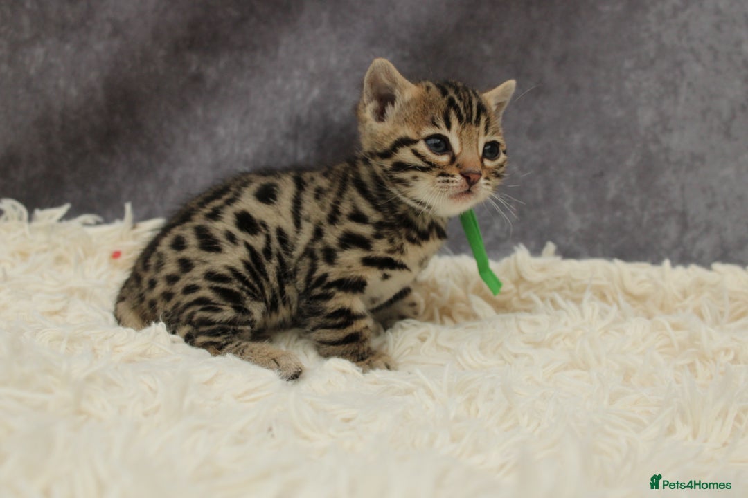 Bengal cats for sale: 🔥Stunning Bengals ready for reservation🔥 - Image 18