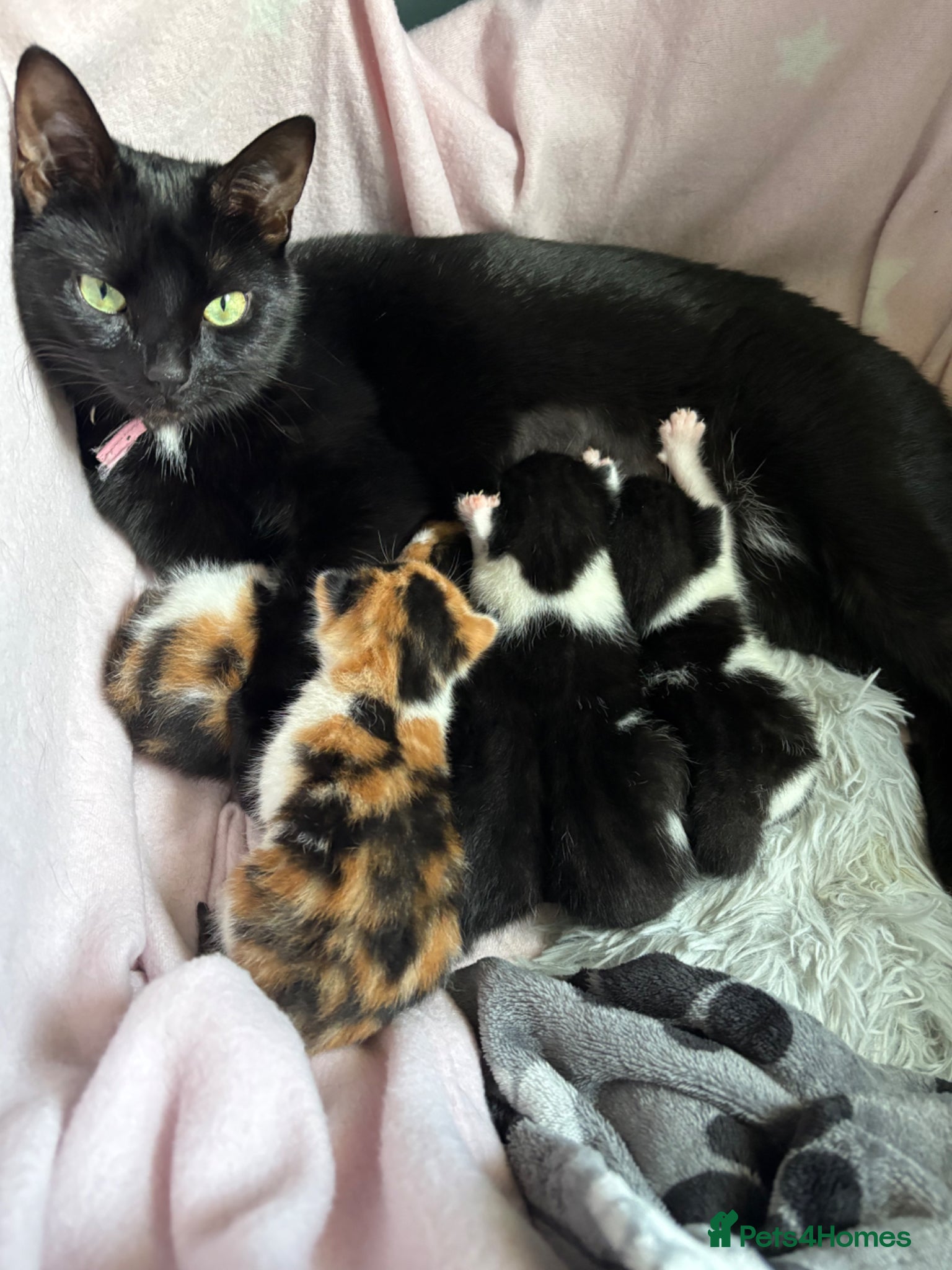 Mixed Breed cats Adorable kittens  - Advert 1