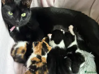 Mixed Breed cats Adorable kittens - Advert 1