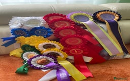 Japanese Shiba Inu dogs for stud: Champion bloodline health tested Japanse Shiba Inu - Image 4