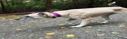 Mixed Breed dogs for adoption: Verity - Poringland Norfolk  in Norwich - Advert 3