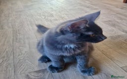 Maine Coon cats for sale: 🌟Ready now🌟 3 large Maine coons active available - Image 23