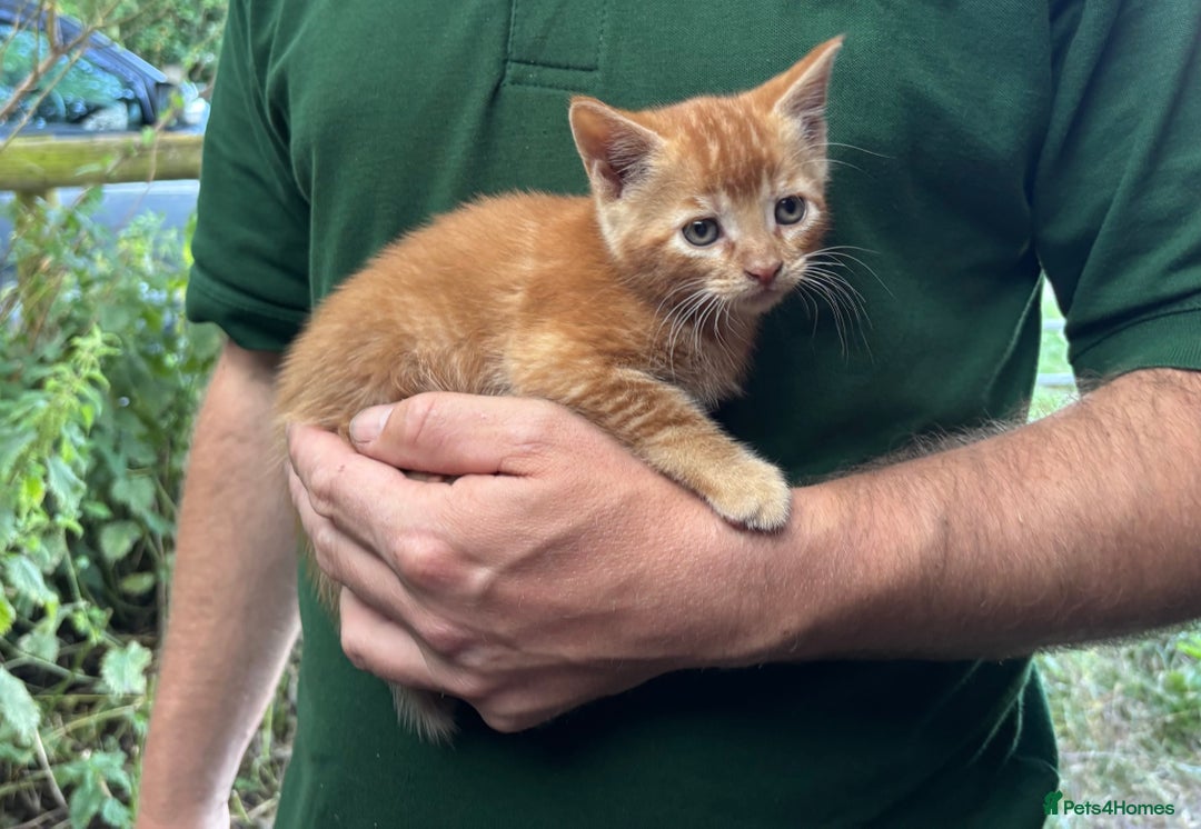 Mixed Breed cats for sale: 2 lovely kittens ready now  - Image 5