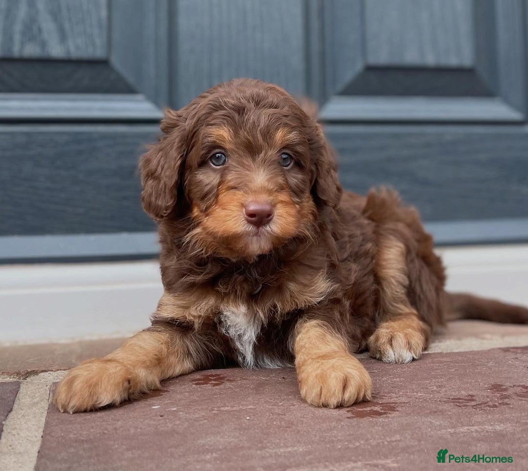 Bordoodle dogs for sale: OUTSTANDING *TRI COLOUR* MINIATURE BORDOODLES - Image 9