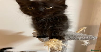 Mixed Breed cats - Advert 2