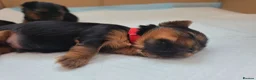 Yorkshire Terrier dogs for sale: 5 puppies for sale in London - Advert 3