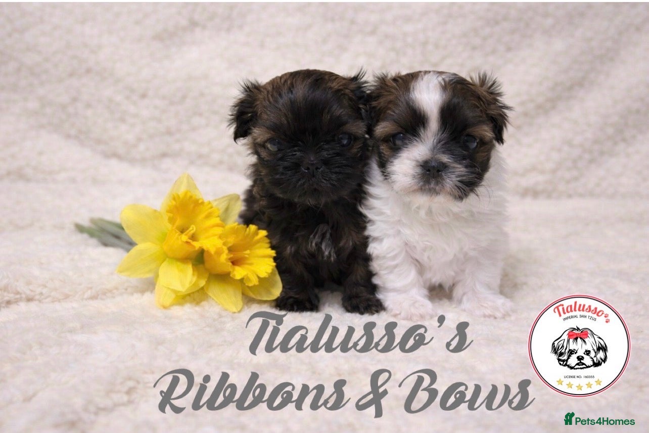 Shih Tzu dogs Tialusso Imperial Shih Tzus 5 🌟 licensed breeder  - Advert 1