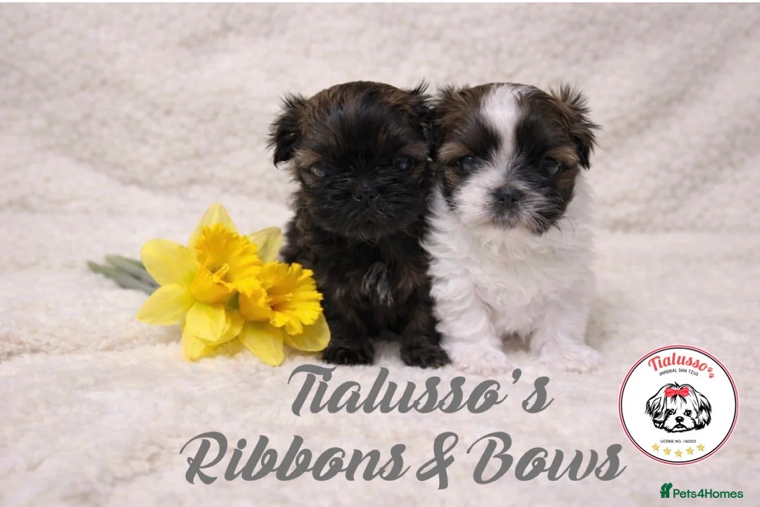 Shih Tzu dogs for sale: Tialusso Imperial Shih Tzus 5 🌟 licensed breeder  - Advert 1