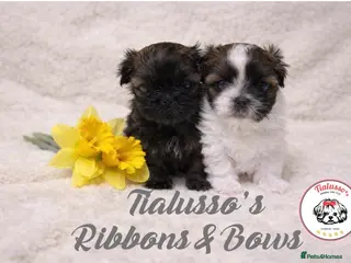 Shih Tzu dogs Tialusso Imperial Shih Tzus 5 🌟 licensed breeder - Advert 1