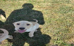 Labrador Retriever dogs for sale: Chunky Labrador puppy’s  - Image 5