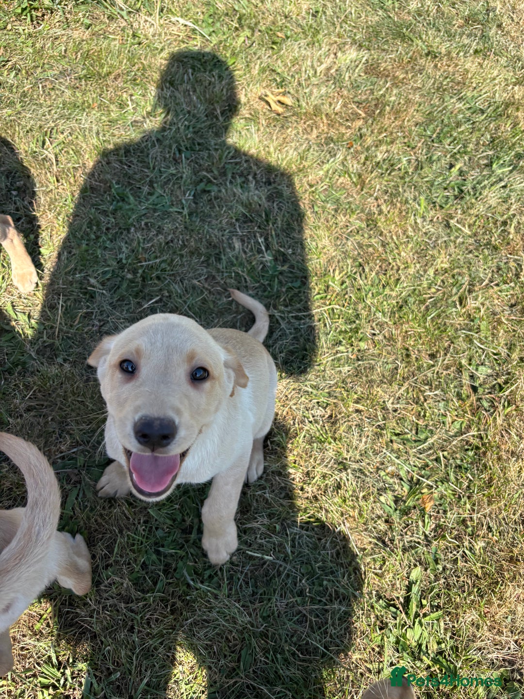 Labrador Retriever dogs for sale: Chunky Labrador puppy’s  - Image 5