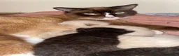 Balinese cats for sale: Balinese boat cross Siamese kittens in Margate - Advert 3